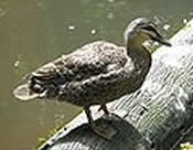 Pacific Black Duck